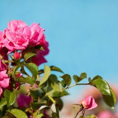 Отель Pensione Etschblick Сцена