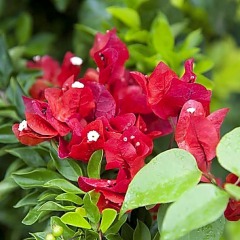 Отель Keikahanui Nuku Hiva Pearl Lodge Французская Полинезия, Нуку-Хива - отзывы, цены и фото номеров - забронировать отель Keikahanui Nuku Hiva Pearl Lodge онлайн фото 6