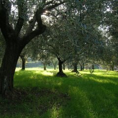 Отель Olive Tree Hill Дзагароло спортивное сооружение