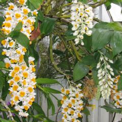 Отель Rice Flower Homestay