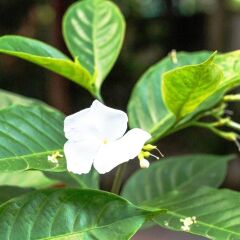 Отель Angkor Une Fois Home Stay фото 6