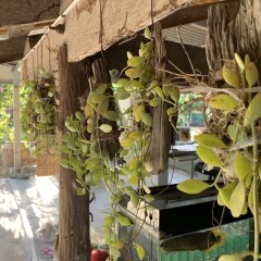 Отель Eddy's Place Самуи питание