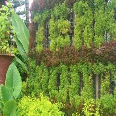 Teak Wood Hotel