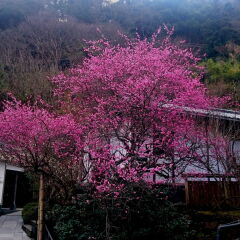 Отель Beppu Showaen Беппу фото 5