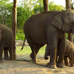 Отель Safari Adventure Lodge Непал, Саураха - отзывы, цены и фото номеров - забронировать отель Safari Adventure Lodge онлайн фото 9