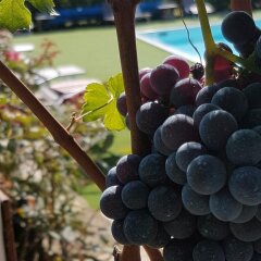 Отель La Rosa Gialla Здание Barolo детские мероприятия