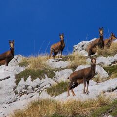 Отель Apartamentos Nevandi фото 2