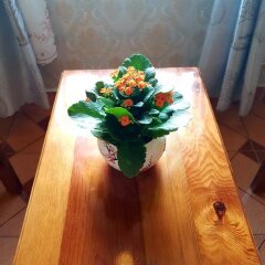 Отель Pizzatethostel Далат с домашними животными