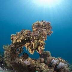 Отель Aqaba Adventure Divers Village фото 4