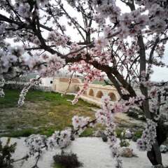 Отель Masseria Conti Filo Альтамура фото 7