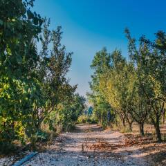 Отель Tur Sinai Organic Farm Resort Иерусалим фото 8