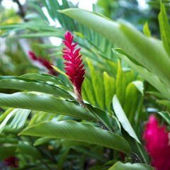 Отель Hyatt Regency Guam США, Тамунинг - отзывы, цены и фото номеров - забронировать отель Hyatt Regency Guam онлайн фото 5
