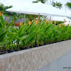 The Mangrove Hotel