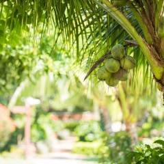 Отель Hoi An Silk Marina Resort & Spa Вьетнам, Хойан - отзывы, цены и фото номеров - забронировать отель Hoi An Silk Marina Resort & Spa онлайн фото 7