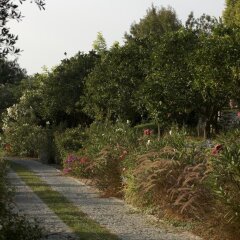 Отель Olive Farm Of Datca Guesthouse - Adults Only Датча приотельная территория фото 2