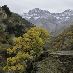 Отель Cortijo La Solana