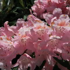 Reimersholme Hotel фото 2