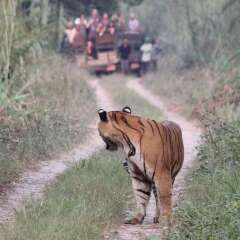 Отель Jungle Wildlife Camp Непал, Саураха - отзывы, цены и фото номеров - забронировать отель Jungle Wildlife Camp онлайн с домашними животными