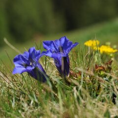 Отель Wiesenhof Горнолыжный курорт Ортлер фото 4