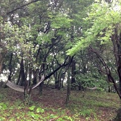 Отель Yakushima South Village Якусима фото 2