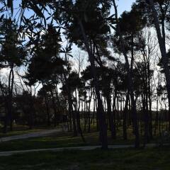 Отель Villaggio Camping Bosco Selva Альберобелло