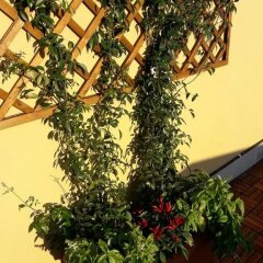 Отель B&B Al Civico фото 3