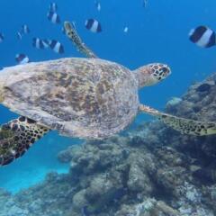 Отель Fanhaa Maldives Мальдивы, Ханимаду - отзывы, цены и фото номеров - забронировать отель Fanhaa Maldives онлайн фото 2