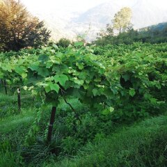Гостевой Дом Agriturismo Al-Marnich Скиньяно фото 15