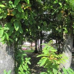 Hotel Gioia Garden Фьюджи фото 19