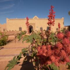 Отель Kasbah Bivouac Lahmada Марокко, Мерзуга - отзывы, цены и фото номеров - забронировать отель Kasbah Bivouac Lahmada онлайн фото 14