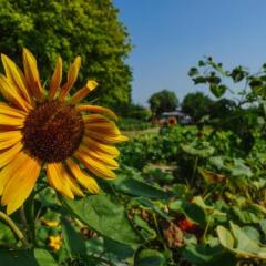Отель Agriturismo Ca' Marcello Италия, Мира - отзывы, цены и фото номеров - забронировать отель Agriturismo Ca' Marcello онлайн