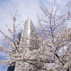 Отель Ana Intercontinental Tokyo Япония, Токио - 1 отзыв об отеле, цены и фото номеров - забронировать отель Ana Intercontinental Tokyo онлайн приотельная территория