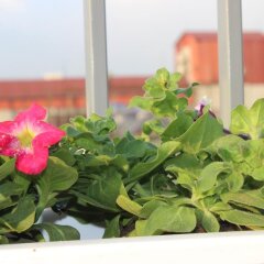 Отель Bella Rosa Hotel Вьетнам, Ханой - отзывы, цены и фото номеров - забронировать отель Bella Rosa Hotel онлайн фото 3