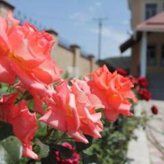 Отель The Zhibek-Zholu Guest House Кыргызстан, Бишкек - отзывы, цены и фото номеров - забронировать отель The Zhibek-Zholu Guest House онлайн фото 3