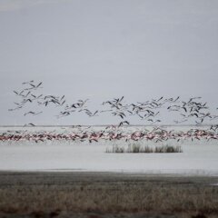 Sultan Pansion Bird Paradise Турция, Орханлы - отзывы, цены и фото номеров - забронировать отель Sultan Pansion Bird Paradise онлайн пляж фото 2