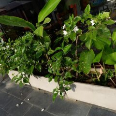 Отель Hoi An Lotus Aroma Villa парковка