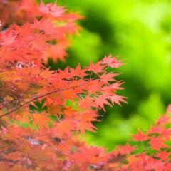 Отель Beppu Showaen Беппу фото 2