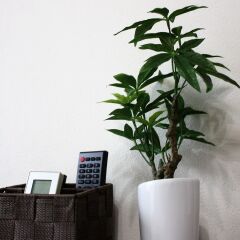 Отель Pure Tenjin Фукуока удобства в номере