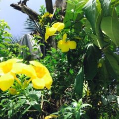 Отель Kyriad Prestige Calangute Goa Индия, Гоа - отзывы, цены и фото номеров - забронировать отель Kyriad Prestige Calangute Goa онлайн фото 8
