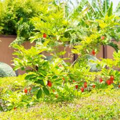 Отель Donway, A Jamaican Style Village Ямайка, Монтего-Бей - отзывы, цены и фото номеров - забронировать отель Donway, A Jamaican Style Village онлайн фото 3