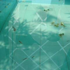 Отель Hoi An Merrily Homestay бассейн