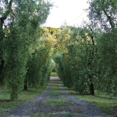 Отель Campo del Rosario Монтескудаио фото 5