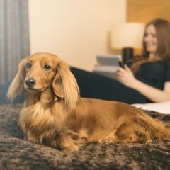 Апартаменты Fountain Court Apartments - Grove Executive с домашними животными