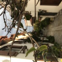 Silenos Boutique Hotel бассейн