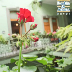 Puebla de Antaño Hotel фото 18