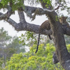 Отель Wild Trails Yala Tented Safari Camp By Yoho спортивное сооружение