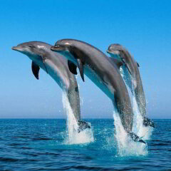 Racing With Glory Dolphins Турция, Фетхие - отзывы, цены и фото номеров - забронировать отель Racing With Glory Dolphins онлайн фото 2