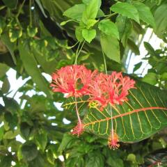 Отель Savusavu Hot Springs Hotel Фиджи, Савусаву - отзывы, цены и фото номеров - забронировать отель Savusavu Hot Springs Hotel онлайн