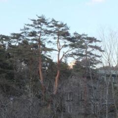 Hotel Seikoen Никко