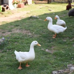 Abant Korudam Konak Pansiyon Турция, Болу - отзывы, цены и фото номеров - забронировать отель Abant Korudam Konak Pansiyon онлайн с домашними животными